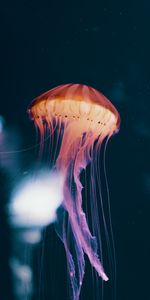 Animals,Phosphorus,Jellyfish,Underwater World,Neon