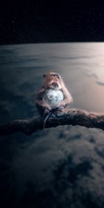 Animales,Un Mono,Mono,Planeta,Photoshop,Universo