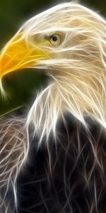 Animals,Pictures,Eagles