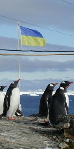 Animaux,Pinguouins