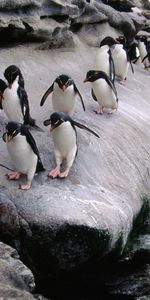 Animals,Pinguins