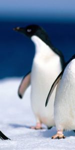 Animals,Pinguins