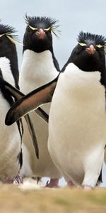 Animals,Pinguins