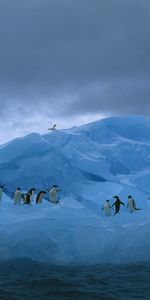 Iceberg,Animaux,Océan,Pinguouins