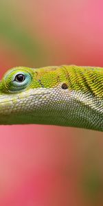 Animals,Pink,Color,Lizard,Background