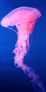 Animals,Pink,Jellyfish,Underwater World