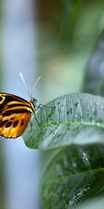 Animals,Plant,Sheet,Leaf,Background,Butterfly