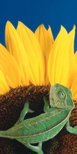 Animals,Plants,Chameleons,Sunflowers