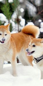 Espiègle,Enjoué,Akita Inu,Neige,Animaux,Chiens