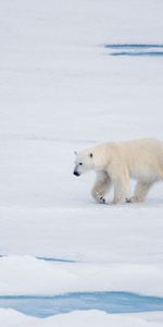 Animales,Nieve,Soportar,Oso,Depredador,Hielo,Oso Polar