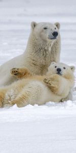 Bears,Osos Polares,Nieve,Animales