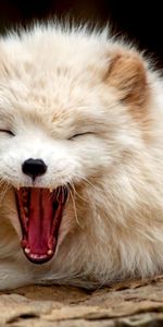 Animals,Polar Foxes