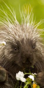 Animals,Porcupine