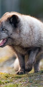 Animals,Predator,Animal,Protruding Tongue,Tongue Stuck Out,Arctic Fox,Profile