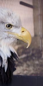 Animals,Predator,Bald Eagle,White Headed Eagle,Bird,Beak,Eagle