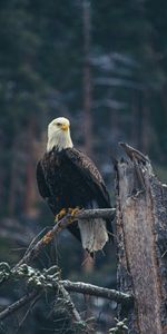 Animals,Predator,Bald Eagle,White Headed Eagle,Bird,Branch,Eagle