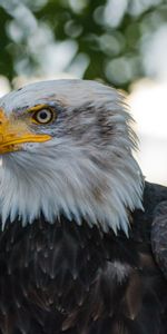 Animals,Predator,Bald Eagle,White Headed Eagle,Bird,Eagle