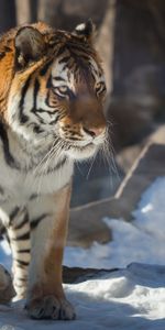 Gros Chat,Neige,Animaux,Fauve,Prédateur,Tigre