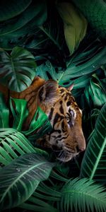 Jungle,Faune,Gros Chat,Animaux,Tigre,Prédateur,Fauve