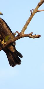 Animals,Predator,Bird,Branch,Falcon,Eagle