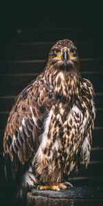 Pájaro,Depredador,Garras,Animales,Halcón