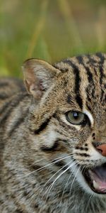 Animals,Predator,Fishing Cat,Wild Cat,Wildcat,Fish Cat