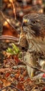 Animals,Predator,Hawk,Red Tailed Buzzard,Red Tailed Saric,Leaves,Hdr