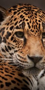 Jaguar,Depredador,Gato Montés,Animales,Gato Salvaje