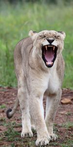 Animals,Predator,Lioness,Fangs,To Fall,Mouth