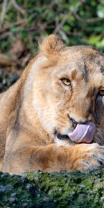 Animals,Predator,Lioness,Protruding Tongue,Tongue Stuck Out,Big Cat