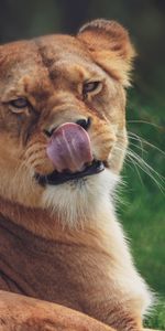 Animals,Predator,Lioness,Protruding Tongue,Tongue Stuck Out,Funny