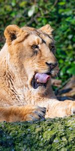 Animals,Predator,Lioness,Tongue Stuck Out,Protruding Tongue,Big Cat