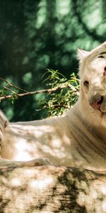 Animaux,Enregistrer,Rapport,Prédateur,Tigre Blanc