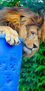 Opinion,Animaux,Gros Chat,Vue,Prédateur,Fauve,Un Lion,Profil,Lion