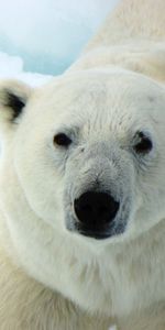 Animaux,Ours Blanc,Ours Polaire,Prédateur