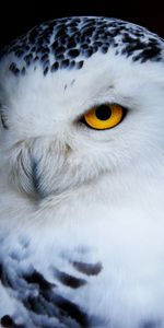 Animals,Predator,Polar Owl,Bird,Owl