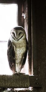 Animals,Predator,Premises,Bird,Room,Owl