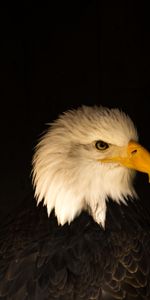 Animals,Predator,Profile,Beak,Bird,Eagle