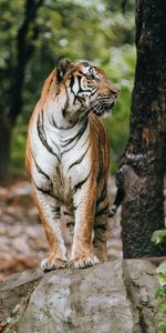 Animals,Predator,Profile,Big Cat,Tiger