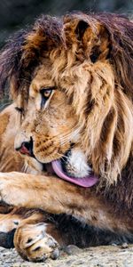 Animals,Predator,Protruding Tongue,Tongue Stuck Out,Big Cat,Lion