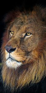 Animals,Predator,Sight,Opinion,Animal,Head,King Of Beasts,King Of The Beasts,Lion