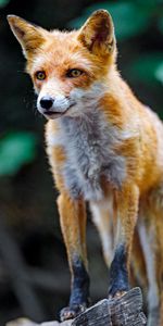 Vue,Opinion,Roux,Animal,Prédateur,Un Renard,Animaux,Renard