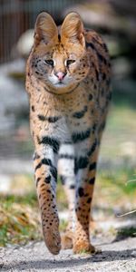 Vue,Serval,Gros Chat,Fauve,Opinion,Animal,Animaux,Prédateur