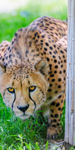 Animals,Predator,Sight,Opinion,Big Cat,Cheetah