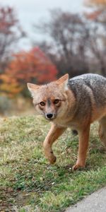 La Frayeur,Vue,Opinion,Animal,Animaux,Peur,Un Renard,Prédateur,Renard