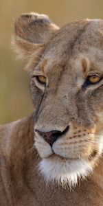 Gros Chat,Vue,Opinion,Animaux,Lionne,Prédateur,Fauve