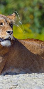 Gros Chat,Vue,Opinion,Lionne,Animaux,Fauve,Prédateur