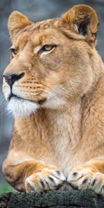 Animals,Predator,Sight,Opinion,Lioness,Paws,Big Cat