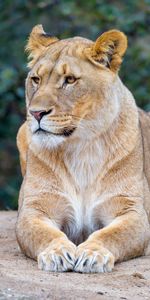 Animals,Predator,Sight,Opinion,Lioness,Wildlife