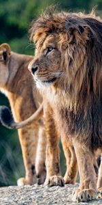 Animaux,Opinion,Gros Chat,Vue,Fauve,Lion,Prédateur,Profil,Un Lion